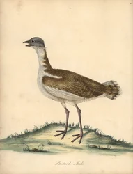 Großtrappe, Otis tarda, Männchen. Handkolorierte Kupferstichgravur einer Illustration von William Hayes aus Portraits of Rare and Curious Birds from the Menagery of Osterly Park