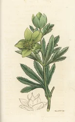 Grüne Nieswurz, Helleborus viridis. Handkolorierter Kupferstich von James Sowerby aus James Smiths English Botany, London