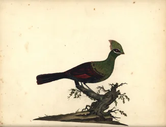 Guinea- oder Grüner Turako, Tauraco persa. Handkolorierte Kupferstichgravur einer Illustration von William Hayes aus Portraits of Rare and Curious Birds from the Menagery of Osterly Park
