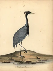 Mademoiselle Kranich, Anthropoides virgo (Numidischer Kranich, Ardea virgo). Handkolorierter Kupferstich einer Illustration von Ann und Emily Hayes aus William Hayes