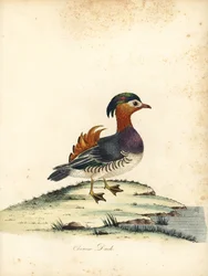 Rotbauch-Samenfink, Oryzoborus angolensis. (Angola-Grosbeak, Loxia angolensis) Handkolorierter Kupferstich einer Illustration von William Hayes aus Portraits of Rare and Curious Birds from the Menagery of Osterly Park, London: Bulmer