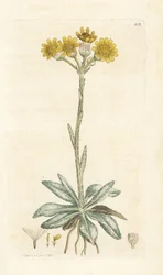Berg-Greiskraut, Tephroseris integrifolia. Handkolorierter Kupferstich von James Sowerby aus James Smiths English Botany, London
