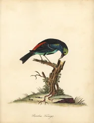 Paradiestangare, Tangara chilensis. Handkolorierte Kupferstichgravur einer Illustration von William Hayes aus Portraits of Rare and Curious Birds from the Menagery of Osterly Park