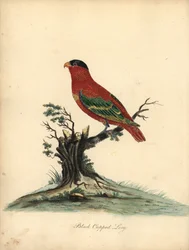 Rotnacken-Lori, Lorius domicella. Gefährdet. Schwarzgekrönter Lori, Psittacus domicilla. Handkolorierter Kupferstich einer Illustration von William Hayes aus Portraits of Rare and Curious Birds from the Menagery of Osterly Park (London: Bulmer)