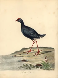 Purpurhuhn, Porphyrio porphyrio. Handkolorierte Kupferstichgravur einer Illustration von William Hayes aus Portraits of Rare and Curious Birds from the Menagery of Osterly Park
