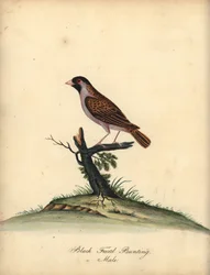 Rotbischof, Quelea quelea, Männchen. Handkolorierter Kupferstich von William Hayes aus Portraits of Rare and Curious Birds from the Menagery of Osterly Park