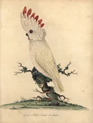 Molukkenkakadu, Cacatua moluccensis. (Großer Rot Haubenkakadu) Gefährdet. Handkolorierter Kupferstich nach einer Illustration von William Hayes aus „Portraits of Rare and Curious Birds from the Menagery of Osterly Park“ (London: Bu)