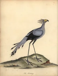 Sekretär, Sagittarius serpentarius. Handkolorierter Kupferstich von William Hayes aus Portraits of Rare and Curious Birds from the Menagery of Osterly Park