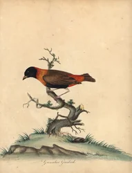 Südlicher Kardinal, Euplectes orix. Handkolorierter Kupferstich von William Hayes aus Portraits of Rare and Curious Birds from the Menagery of Osterly Park
