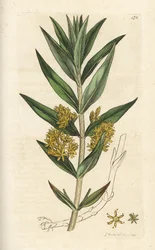 Ährige Gilbweiderich, Lysimachia thyrsiflora