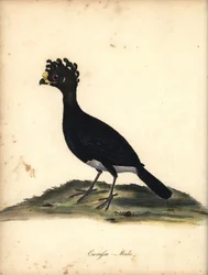 Gelbknopfhokko, Crax daubentoni, Männchen. Handkolorierter Kupferstich von C. Hayes aus William Hayes