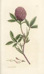 Zickzack-Klee, Trifolium medium. Handkolorierter Kupferstich von James Sowerby aus James Smiths English Botany, London