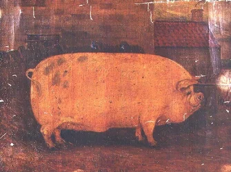 Das Preisschwein Jumbo II