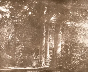 Buchen, Lacock Abbey, um 1844
