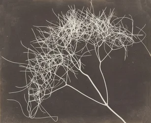 [Wilder Fenchel], 1841-42
