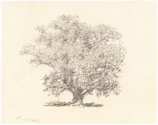 Ein Baum in voller Blüte