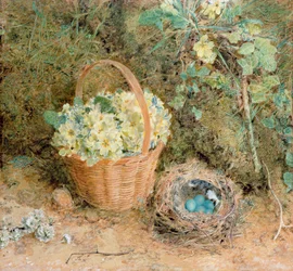Nest des Buchfinks mit Primeln