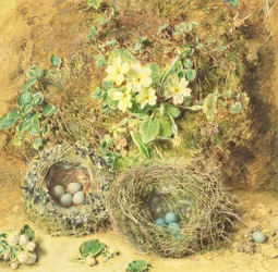 Primeln und Vogelnester