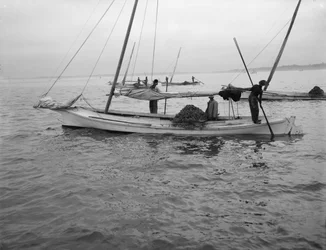 Austernfischen, ca. 1890-1910