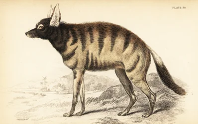 Erdwolf, Proteles cristata (Proteles lalandii, Viverra hyaenoides)