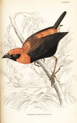 Schwarzflügelroter Bischof, Euplectes hordeaceus (Purpurkronenweber, Euplectes flammiceps)