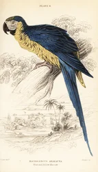 Blau-Gelber Ara oder Blau-Goldener Ara, Ara ararauna