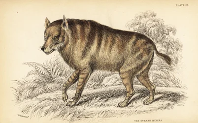 Braune Hyäne oder Strandwolf, Hyaena brunnea