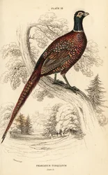 Ringfasan, Phasianus colchicus torquatus