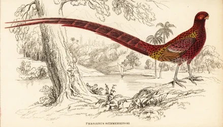 Kupferfasan oder Soemmerringfasan, Syrmaticus soemmerringii