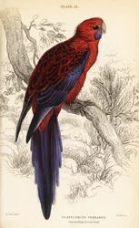 Purpurroter Sittich, Platycercus elegans