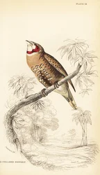 Bandfink, Amadina fasciata