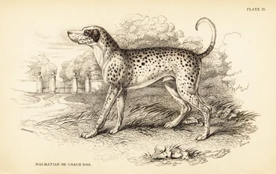 Dalmatiner, Canis lupus familiaris