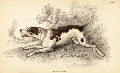 Foxhound, Canis lupus familiaris