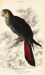 Glanzschwarzer Kakadu, Calyptorhynchus lathami