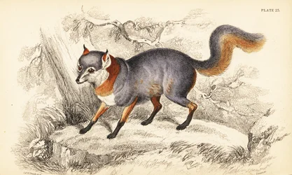 Graufuchs, Urocyon cinereoargenteus