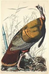 Großer amerikanischer Hahn, 1827
