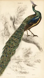 Grüner Pfau, Pavo muticus