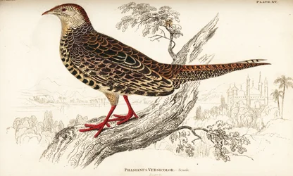 Grüner Fasan oder Japanischer Grünfasan, Weibchen, Phasianus versicolor