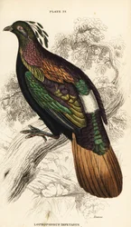 Himalaya-Glanzfasan, Männchen, Lophophorus impejanus