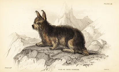 Isle of Skye Terrier, Canis lupus familiaris