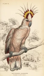 Inkakakadu, Lophochroa leadbeateri