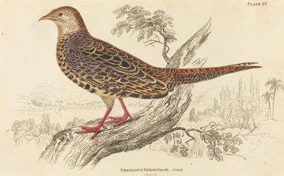 Phasianus Versicolor - Weiblich