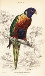Regenbogenlori, Trichoglossus moluccanus
