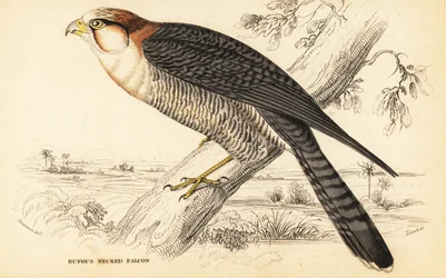 Rotnackenfalke, Falco chicquera ruficollis