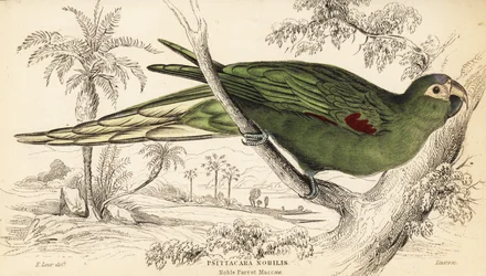 Rotflügelara, Diopsittaca nobilis