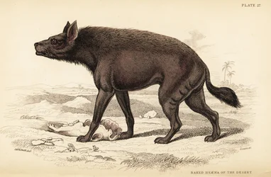 Streifenhyäne, Hyaena hyaena