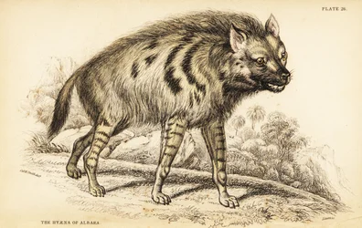 Gestreifte Hyäne, Hyaena hyaena