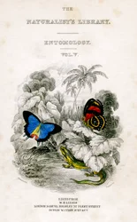 Die Bibliothek der Naturforscher, Entomologie, Band V, Schmetterlinge