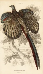 Der Große Argus, Argusianus argus (Argusfasan oder Gigantischer Argus, Argus giganteus)