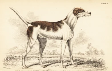 Der orientalische Hund, Canis lupus familiaris
